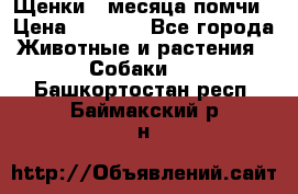 Щенки 4 месяца-помчи › Цена ­ 5 000 - Все города Животные и растения » Собаки   . Башкортостан респ.,Баймакский р-н